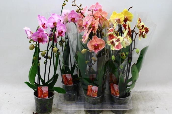 <h4>PHAL EL CASCADE</h4>