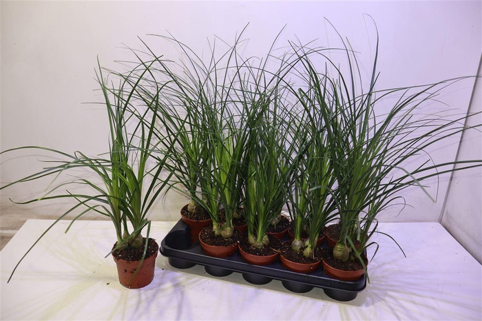 <h4>arr8 Nolina</h4>