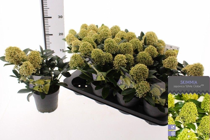 <h4>SKIM J WHITE GLOBE</h4>