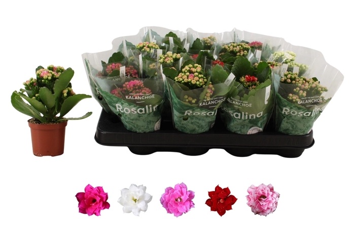 <h4>KAL GE RO GEM 5 KL</h4>