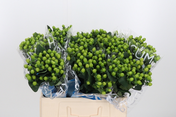 <h4>Hyp Coco Bamboo</h4>