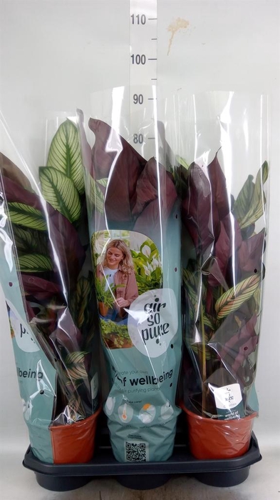 <h4>Calathea majestica 'Whitestar'</h4>