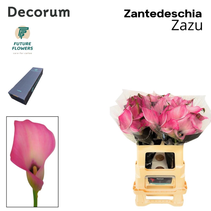 <h4>Zant Zazu Large 55 Cm</h4>