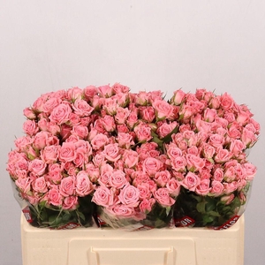 Rosa spray odilia