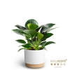 PHILODENDRON ERUBESCENS P10 WB GREEN PRINC