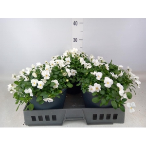 Viola corn. 'Evo Mini White'