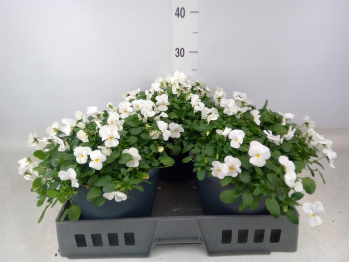 <h4>Viola corn. 'Evo Mini White'</h4>