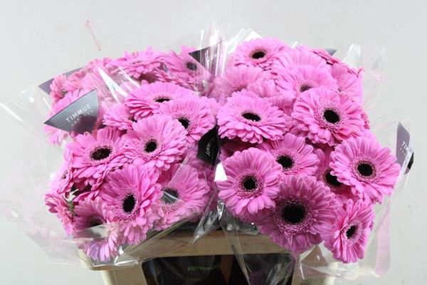<h4>Ge. Mi Dolcetto (lavendel)</h4>