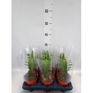 Euphorbia trigona