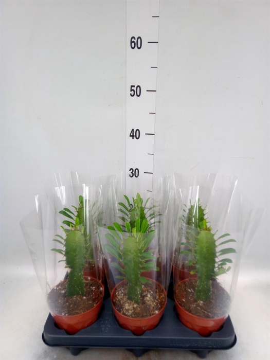 <h4>Euphorbia trigona</h4>