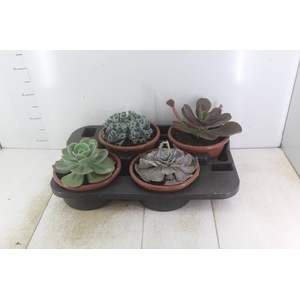 ECHEVERIA C21
