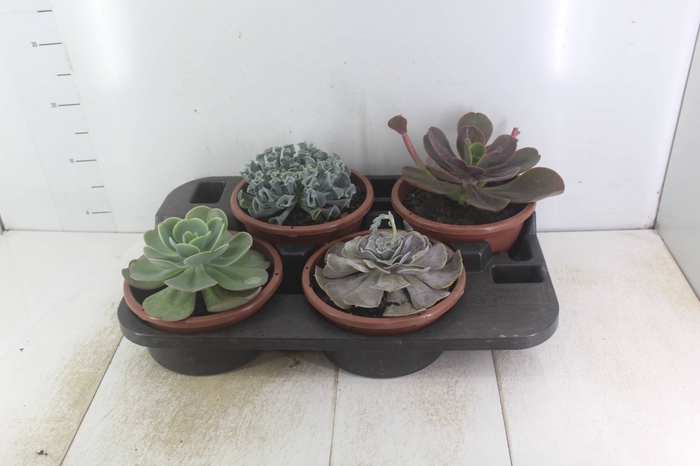 <h4>ECHEVERIA C21</h4>