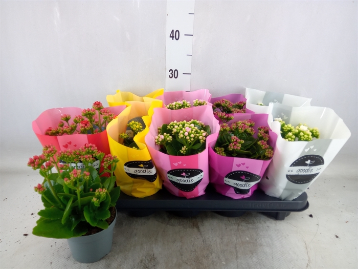 <h4>Kalanchoe blos.   ..rosebud rs fl 5</h4>