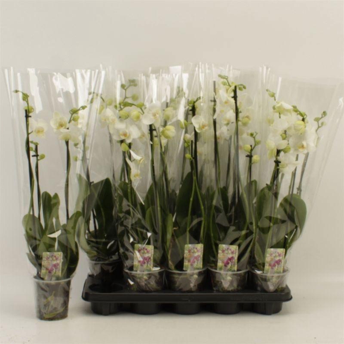 <h4>PHAL OV WIT</h4>
