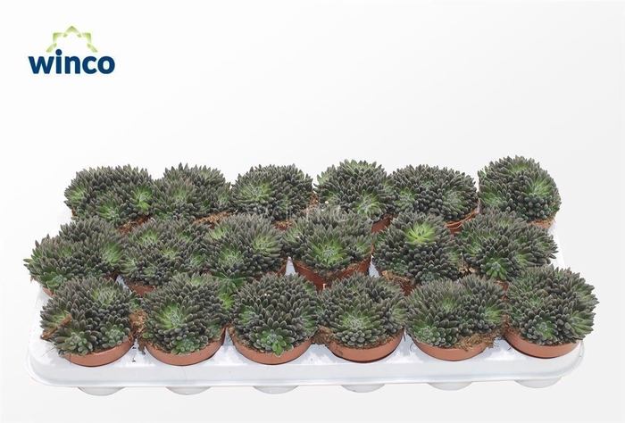 <h4>SINOCRASSULA YUNNANE</h4>