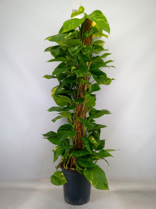 <h4>Epipremnum pinn.   ...moss stick</h4>