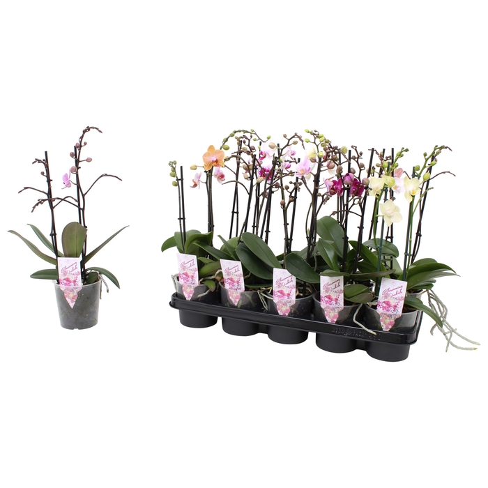 <h4>Phal. Multiflora 2-tak mix 22+ bloem - rijp</h4>