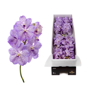 Vanda 8 tak Mauve Spot 755