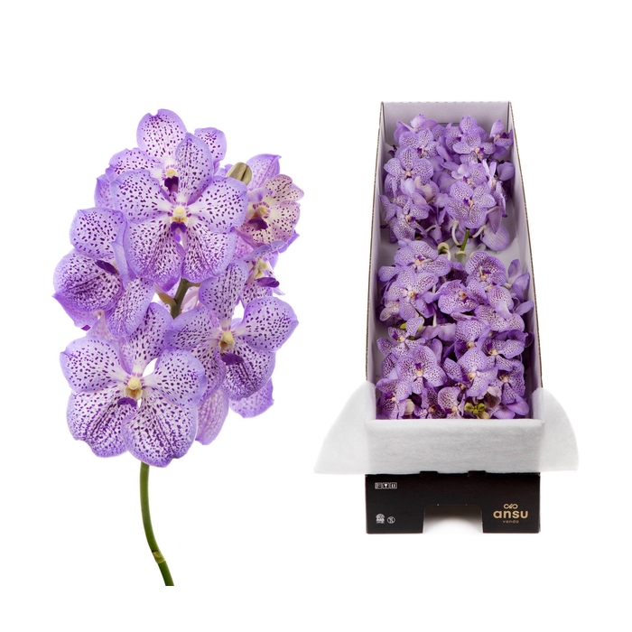 <h4>Vanda 8 tak Mauve Spot 755</h4>