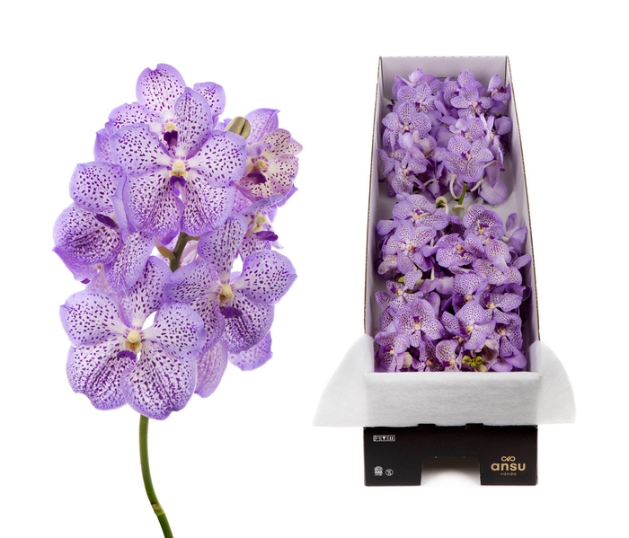 <h4>Vanda 8 tak Mauve Spot 755</h4>