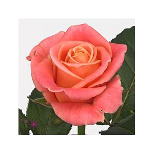 Rosa large miss piggy