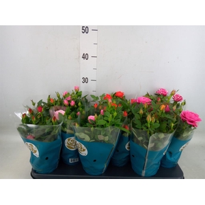 Rosa  'Star Roses'   ...mix