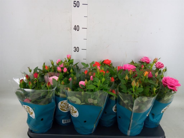 <h4>Rosa  'Star Roses'   ...mix</h4>