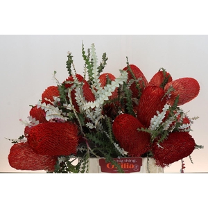 Banksia Speciosa Red
