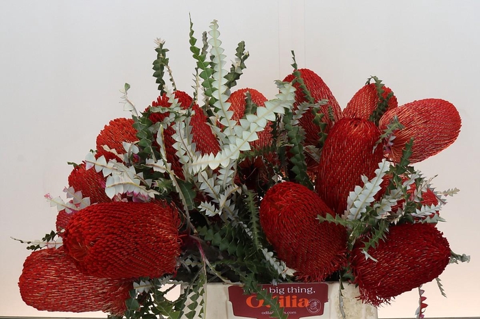 <h4>Banksia Speciosa Red</h4>