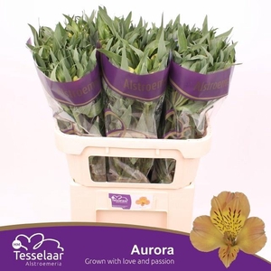 ALSTR AURORA