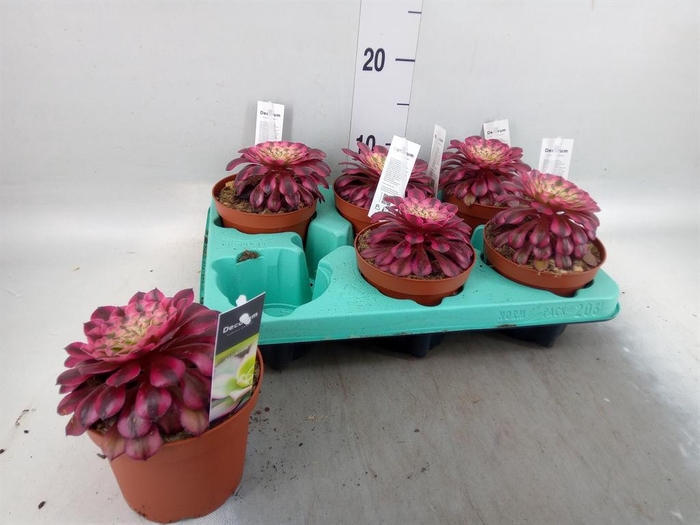 <h4>Aeonium   ...</h4>