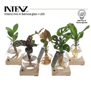 Planten  ..mix