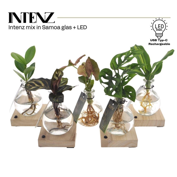 <h4>Planten  ..mix</h4>