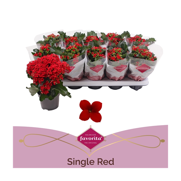 <h4>Kalanchoe favorita red</h4>