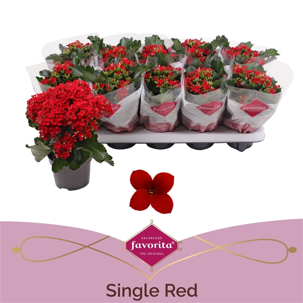 Kalanchoe favorita red