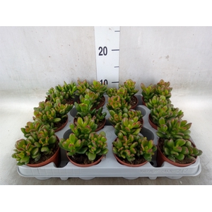 Crassula ovata 'Gandalf'