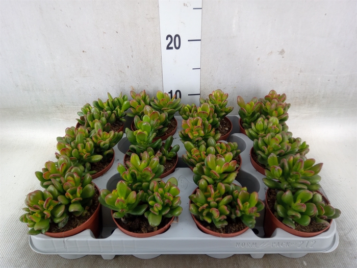 <h4>Crassula ovata 'Gandalf'</h4>
