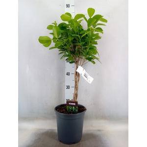 Ficus microcarpa 'Moclame'