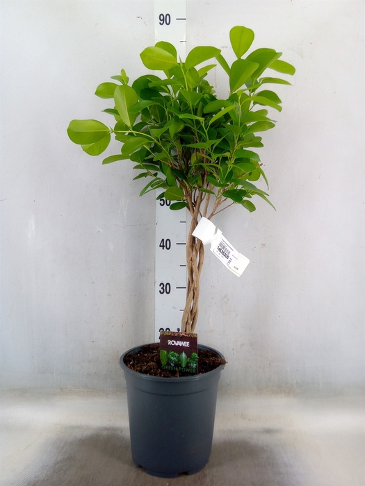 <h4>Ficus microcarpa 'Moclame'</h4>