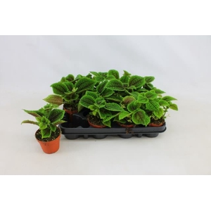 PILEA MO MOON VALLEY