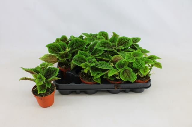 <h4>PILEA MO MOON VALLEY</h4>