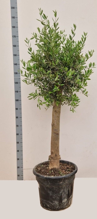 <h4>OLEA EUROPAEA</h4>