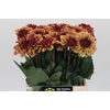 Dahlia Creme de Cognac