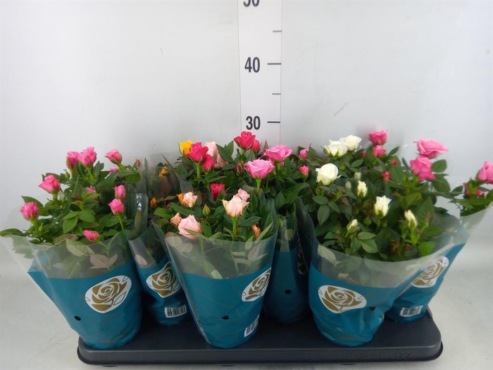 Rosa  'Star Roses'   ...mix