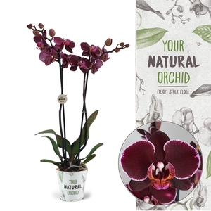 Phalaenopsis   ...red