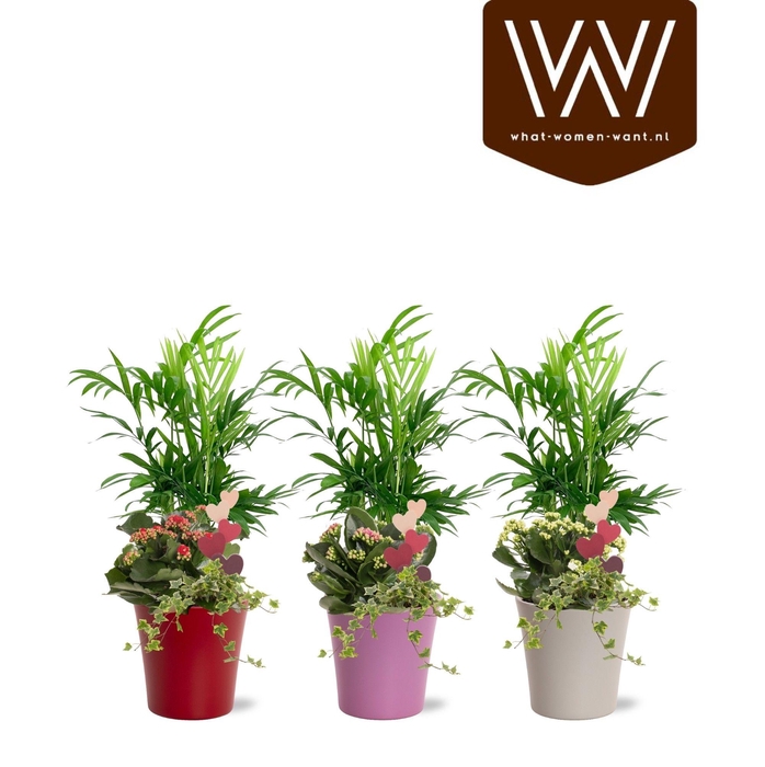 <h4>Arrangement keramiek Lotte | Chamaedorea, Kalanchoë, hedera</h4>