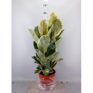 Ficus elastica 'Tineke'