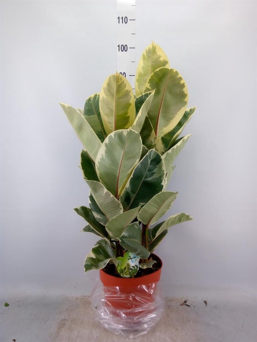 Ficus elastica 'Tineke'