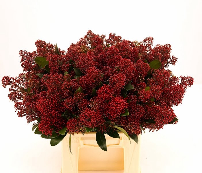 <h4>Skimmia Rubella Zuijlen</h4>