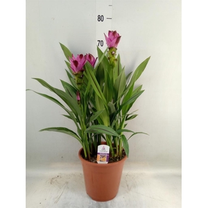 Curcuma alism. 'Siam Splash'